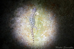 Hemiphyllodactylus chiangmaiensis