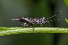 Phaesticus mellerborgi