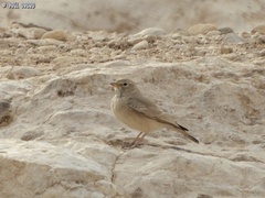 Ammomanes deserti