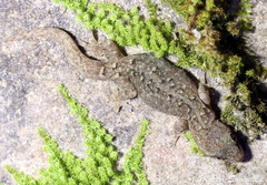 Hemiphyllodactylus chiangmaiensis