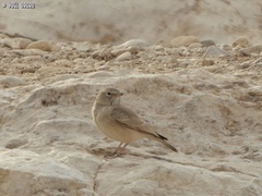 Ammomanes deserti
