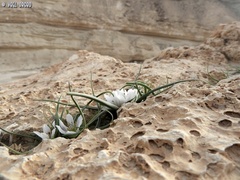 Colchicum palaestinum