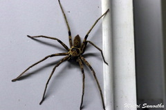 Heteropoda
