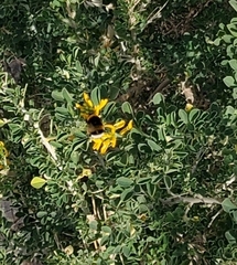 Bombus terrestris dalmatinus