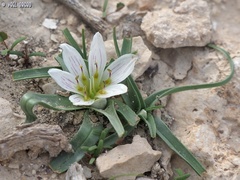 Colchicum palaestinum