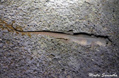 Hemidactylus garnotii