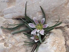 Colchicum palaestinum