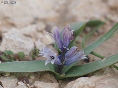 Bellevalia desertorum
