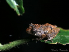 Raorchestes parvulus