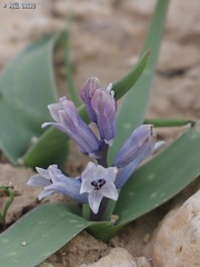 Bellevalia desertorum