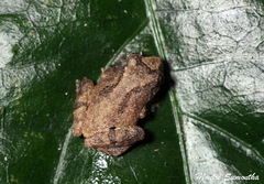 Raorchestes parvulus