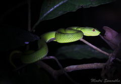 Trimeresurus popeiorum