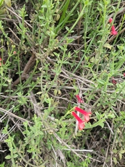 Gambelia juncea