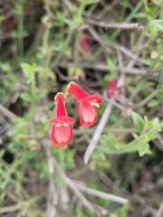Gambelia juncea