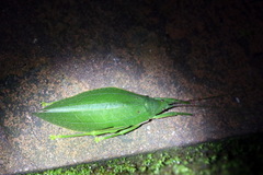 Phyllomimini