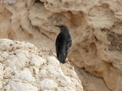 Onychognathus tristramii