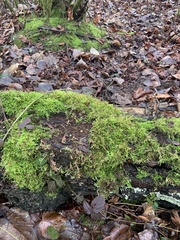 Homalothecium fulgescens