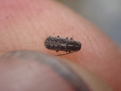 Euciodes suturalis