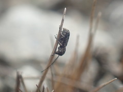 Euciodes suturalis
