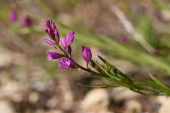 Polygala nicaeensis