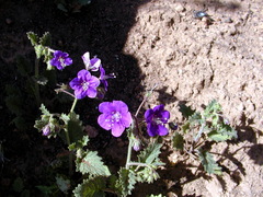 Phacelia parryi