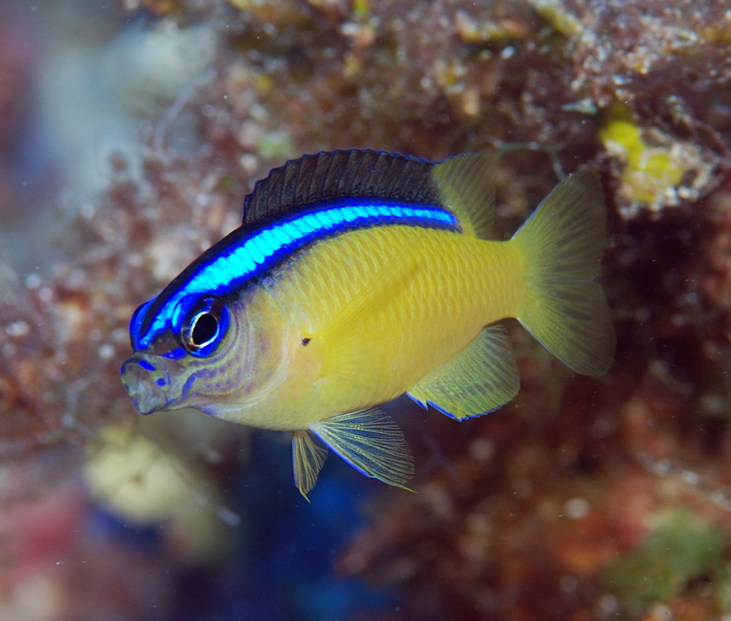 Blueline Damselfish