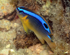 Chrysiptera leucopoma