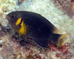 Chrysiptera leucopoma