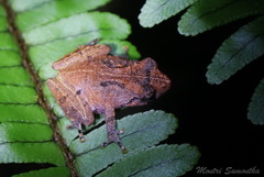 Raorchestes parvulus