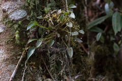 Pleurothallis niveoglobula