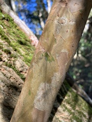 Myrcianthes fragrans