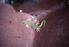 Hemiphyllodactylus chiangmaiensis