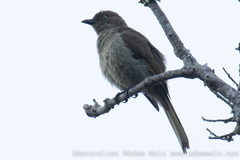 Andropadus importunus