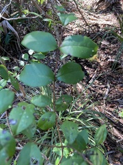 Myrcianthes fragrans