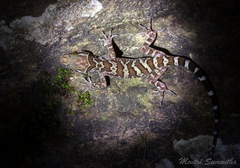 Cyrtodactylus inthanon