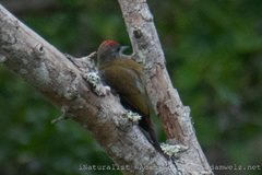 Chloropicus griseocephalus