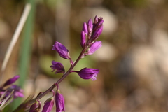 Polygala nicaeensis
