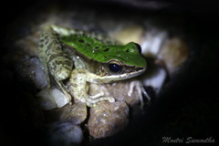 Odorrana chloronota