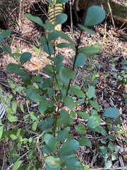 Myrcianthes fragrans