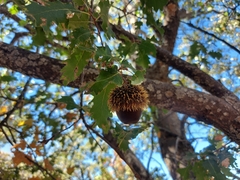 Quercus look