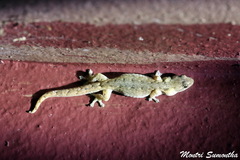 Hemiphyllodactylus chiangmaiensis