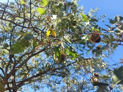 Quercus look