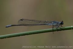 Pseudagrion