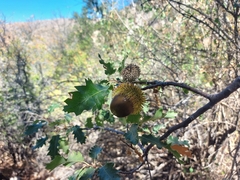 Quercus look
