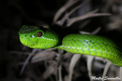 Trimeresurus popeiorum
