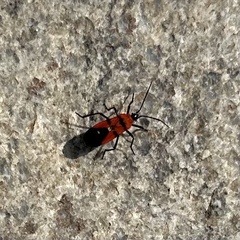 Oncopeltus nigriceps