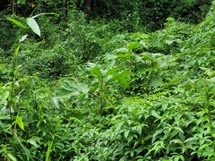 Solanum crinitum