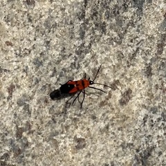 Oncopeltus nigriceps