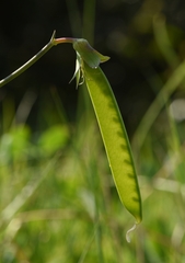 Pisum sativum