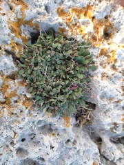 Limonium cancellatum